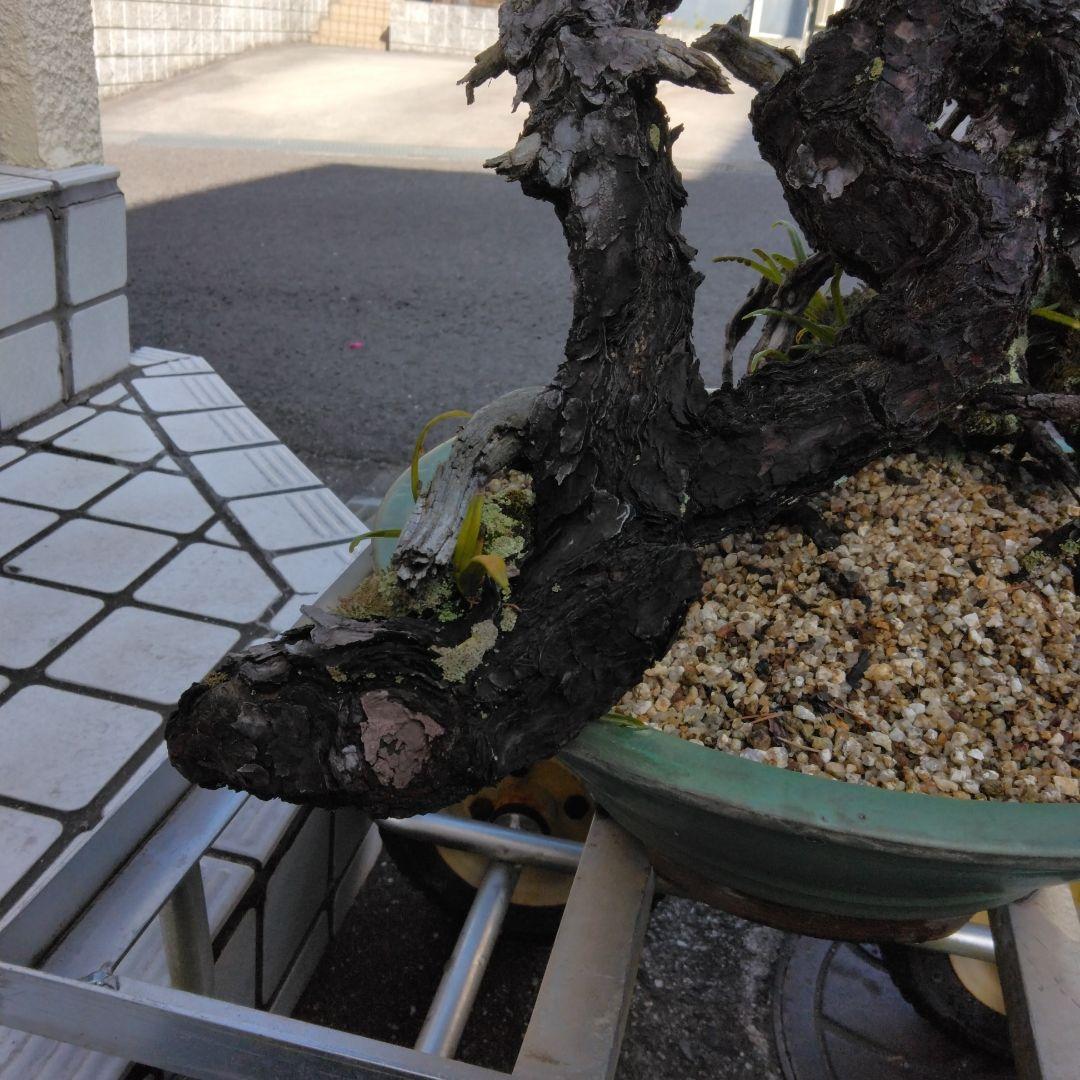 黒松　　 大型盆栽】　　撮影日2022,09,21日945