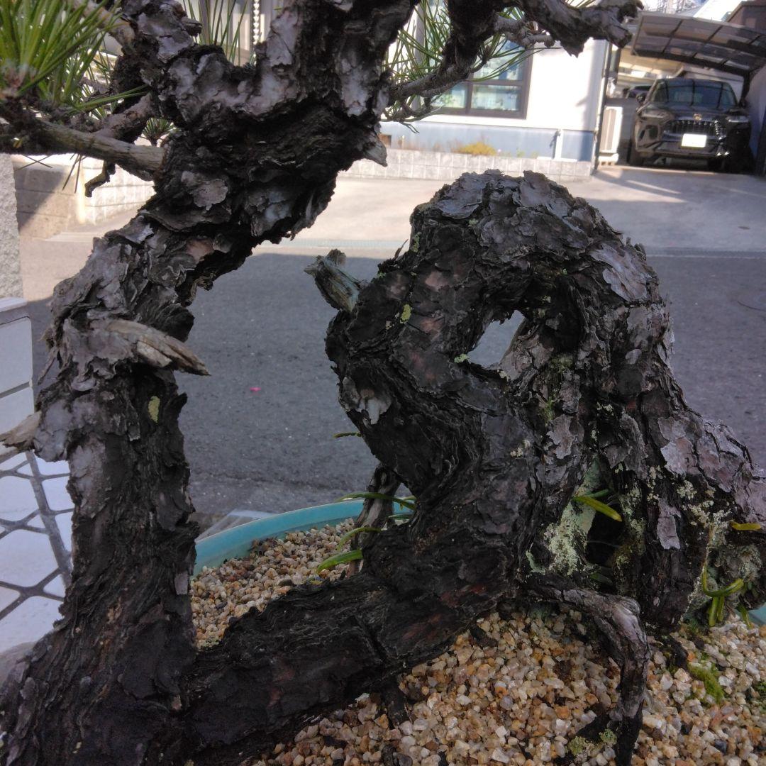 黒松　　 大型盆栽】　　撮影日2022,09,21日945