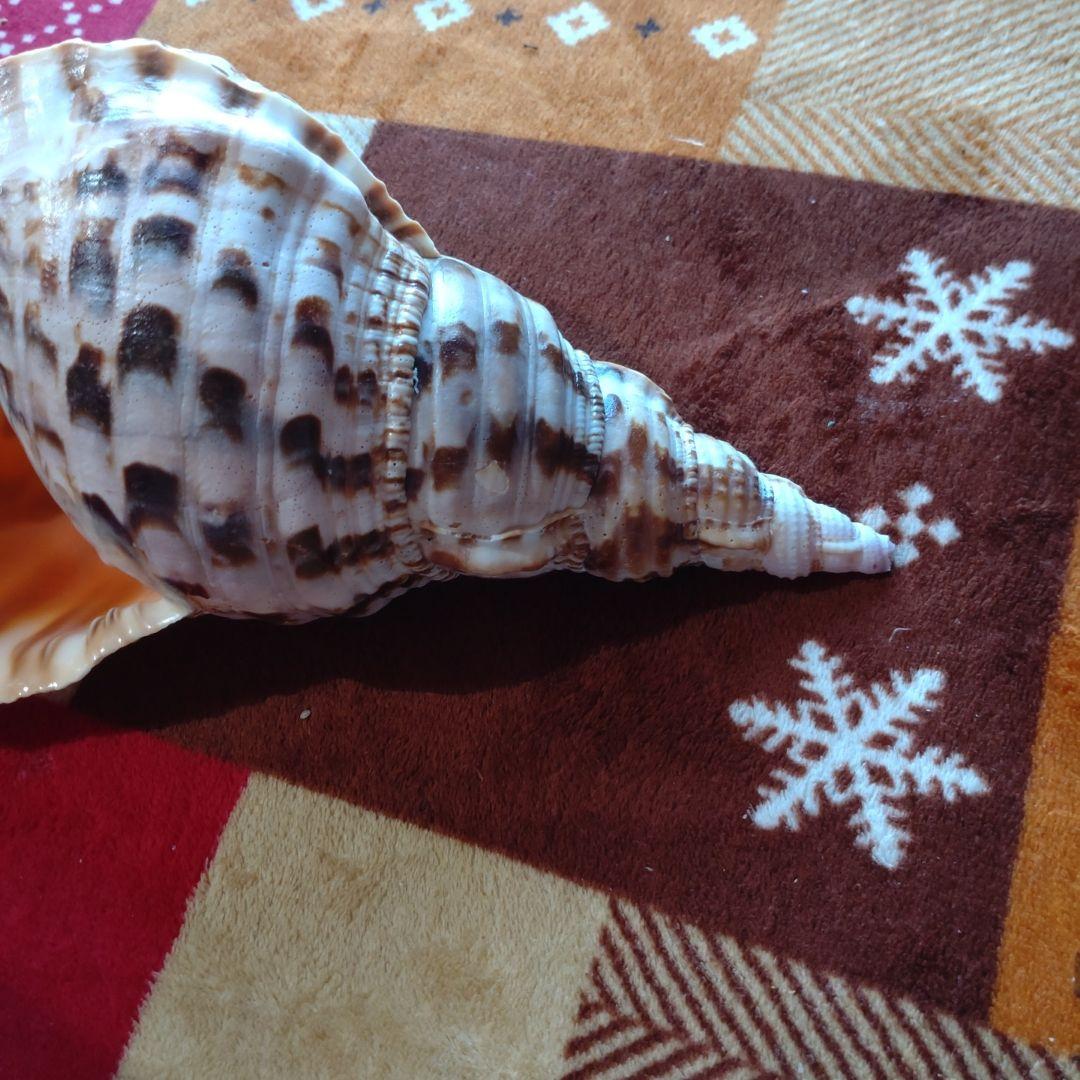 法螺貝 ホラ貝 ほら貝 インテリア 加工用 大型　美品　 置物　標本