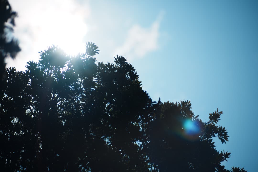 【極美品】Carl Zeiss Planar 85mm F1.4 MMJ 713