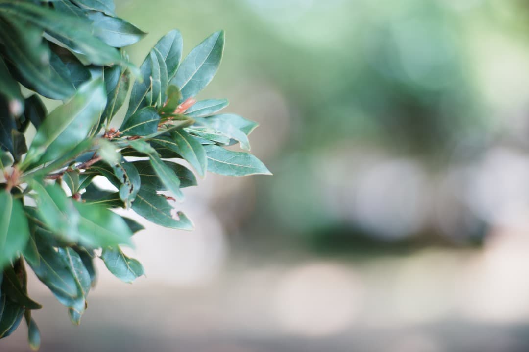 【極美品】Carl Zeiss Planar 85mm F1.4 MMJ 713