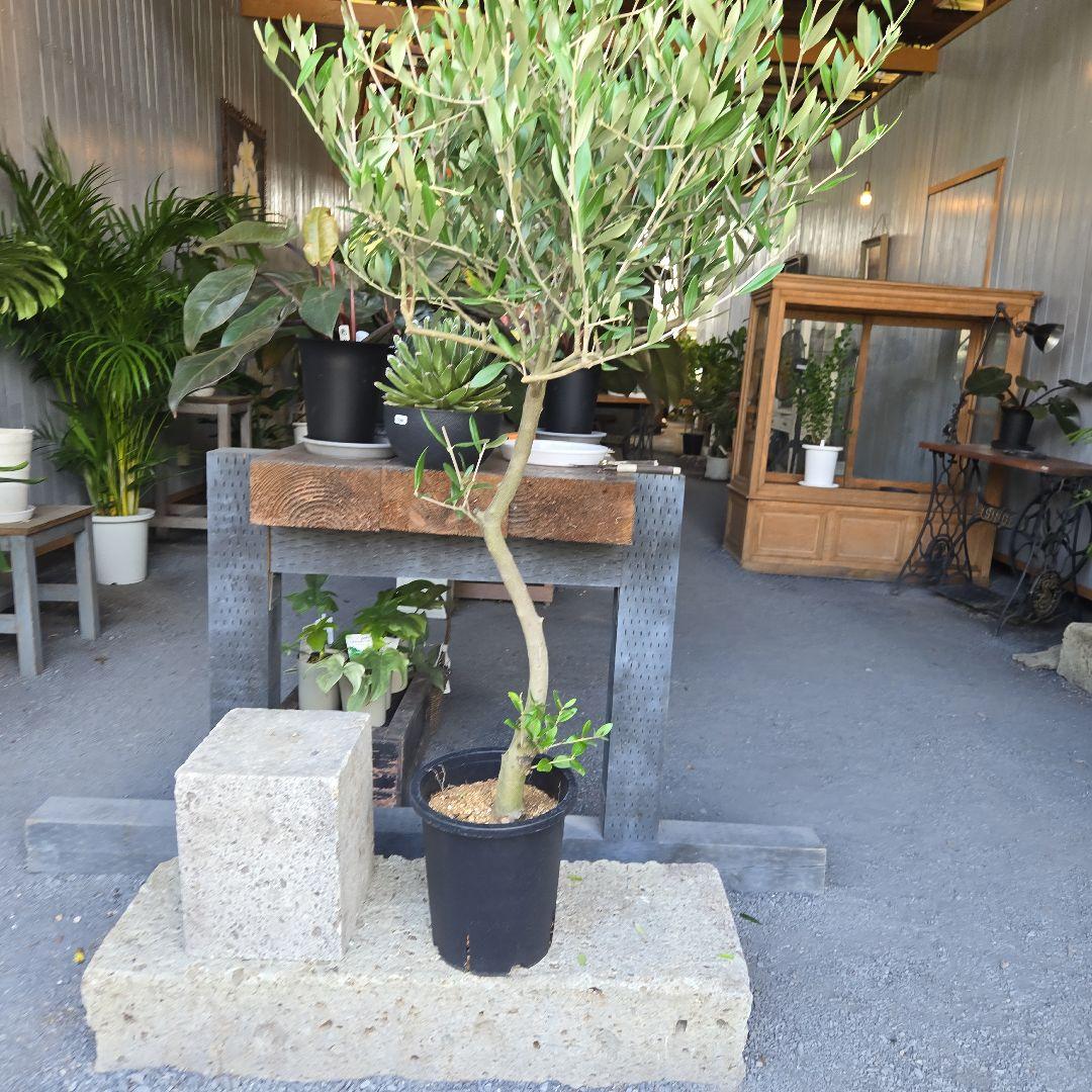 ⑬　オリーブの木souju『ミッション』８号特大苗木最高等級極上品‼️行灯仕立て