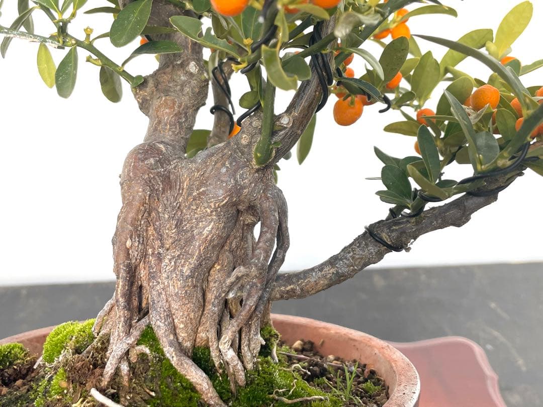 三河盆栽　金豆　キンズ　盆栽