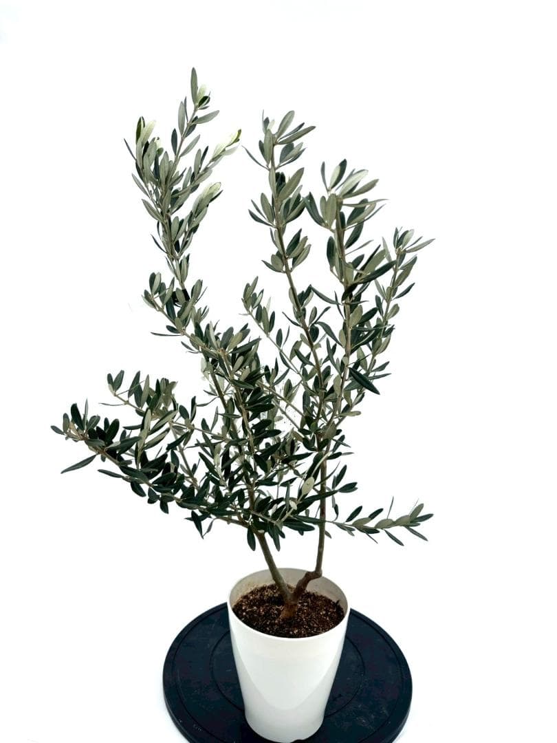 オリーブの木　ホワイト　6号　NO.840　約85cm　希少品種　現品掲載