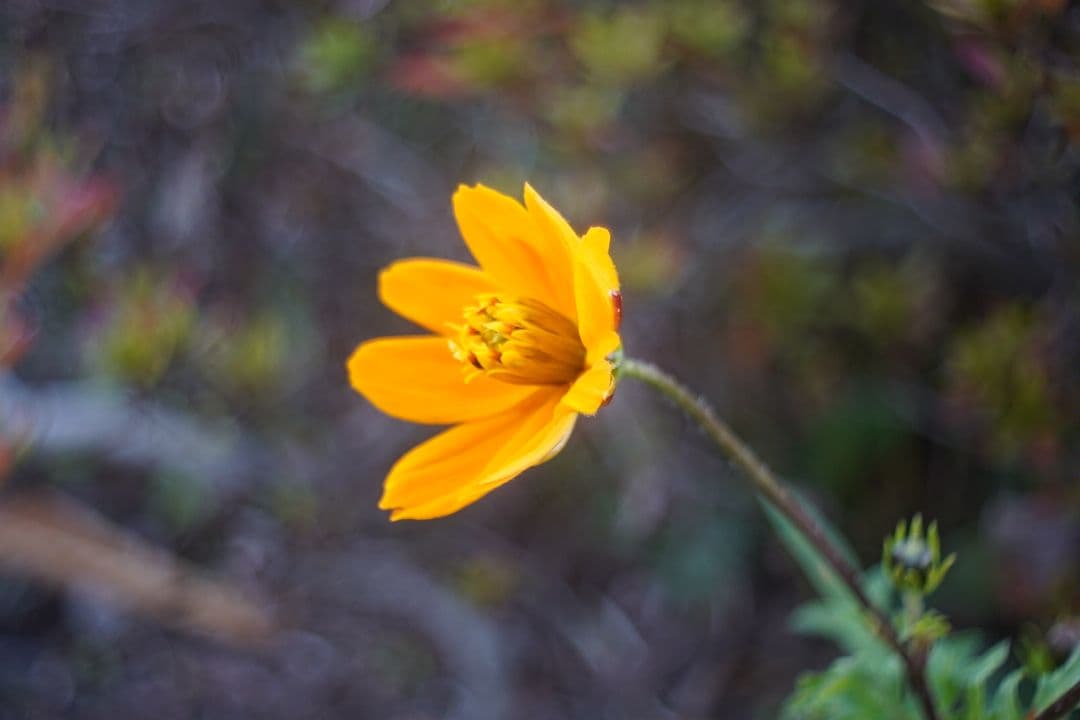064_Kodak Cine Ektar 15mm f 2.5　シネ・エクター