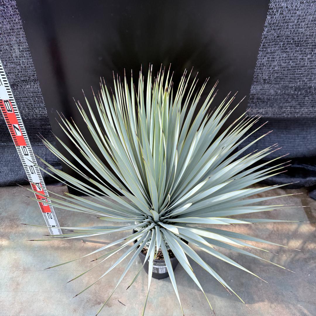 【AL1177】ユッカ　ロストラータ　シルバーブルー　超美形　お買い得品