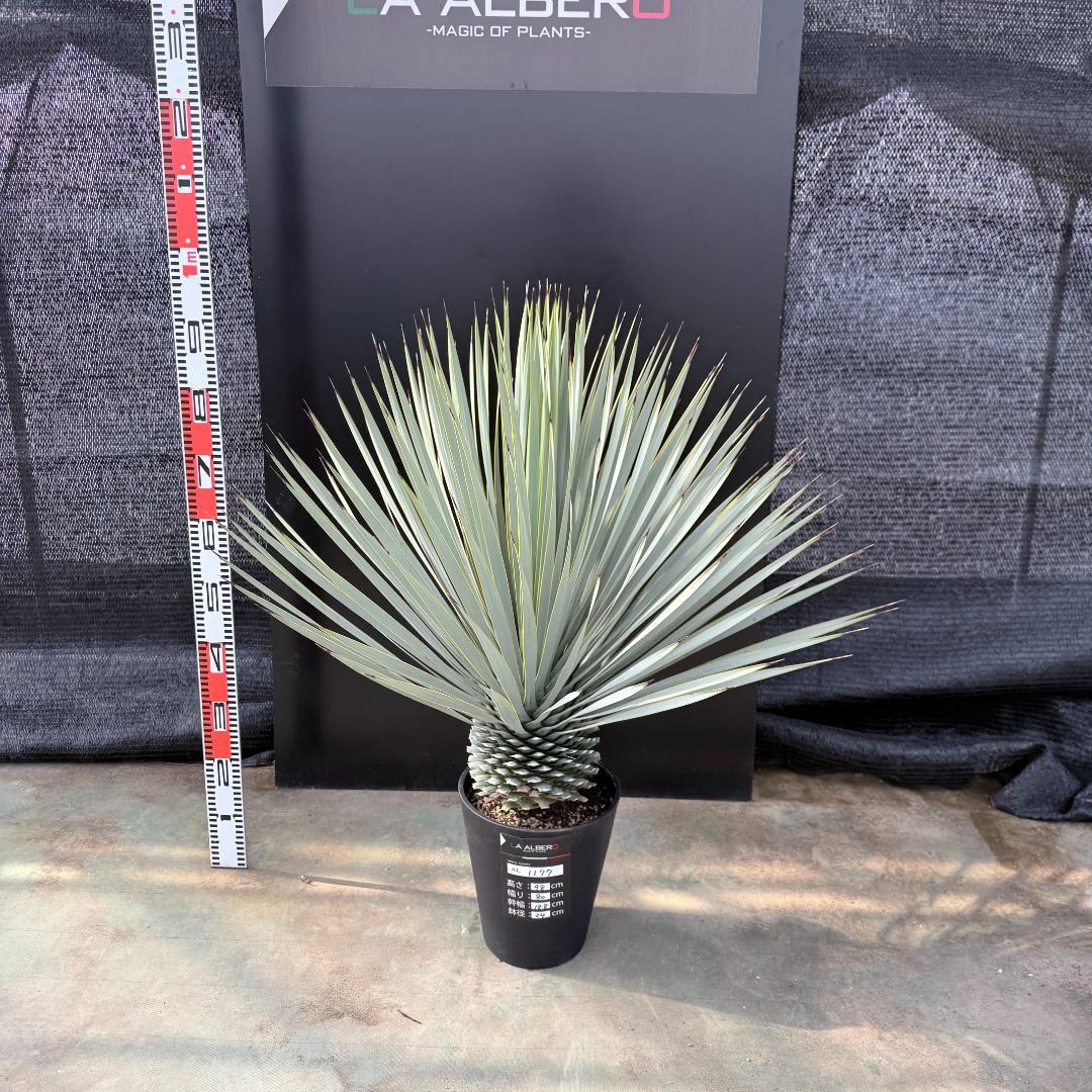 【AL1177】ユッカ　ロストラータ　シルバーブルー　超美形　お買い得品