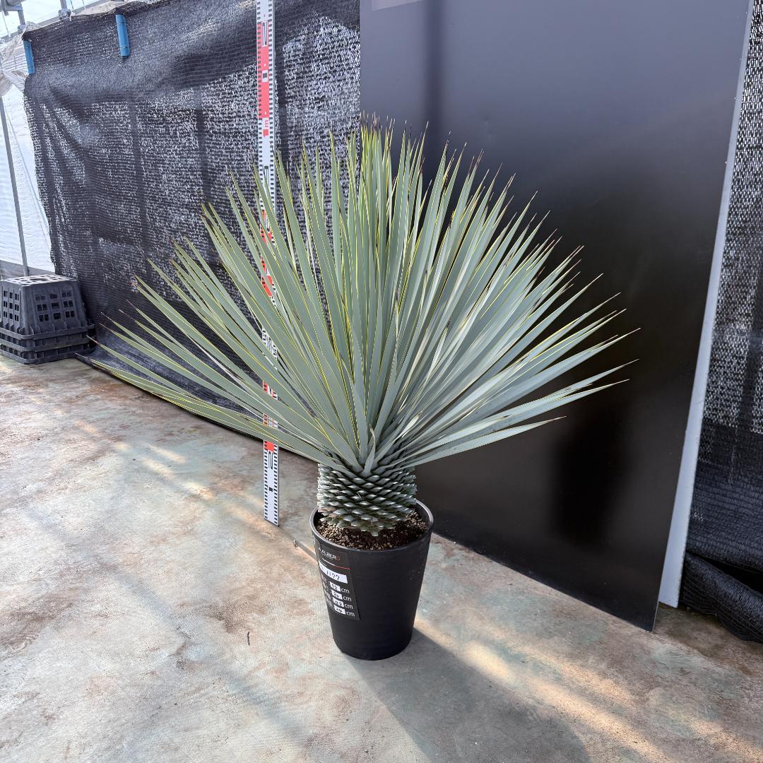 【AL1177】ユッカ　ロストラータ　シルバーブルー　超美形　お買い得品