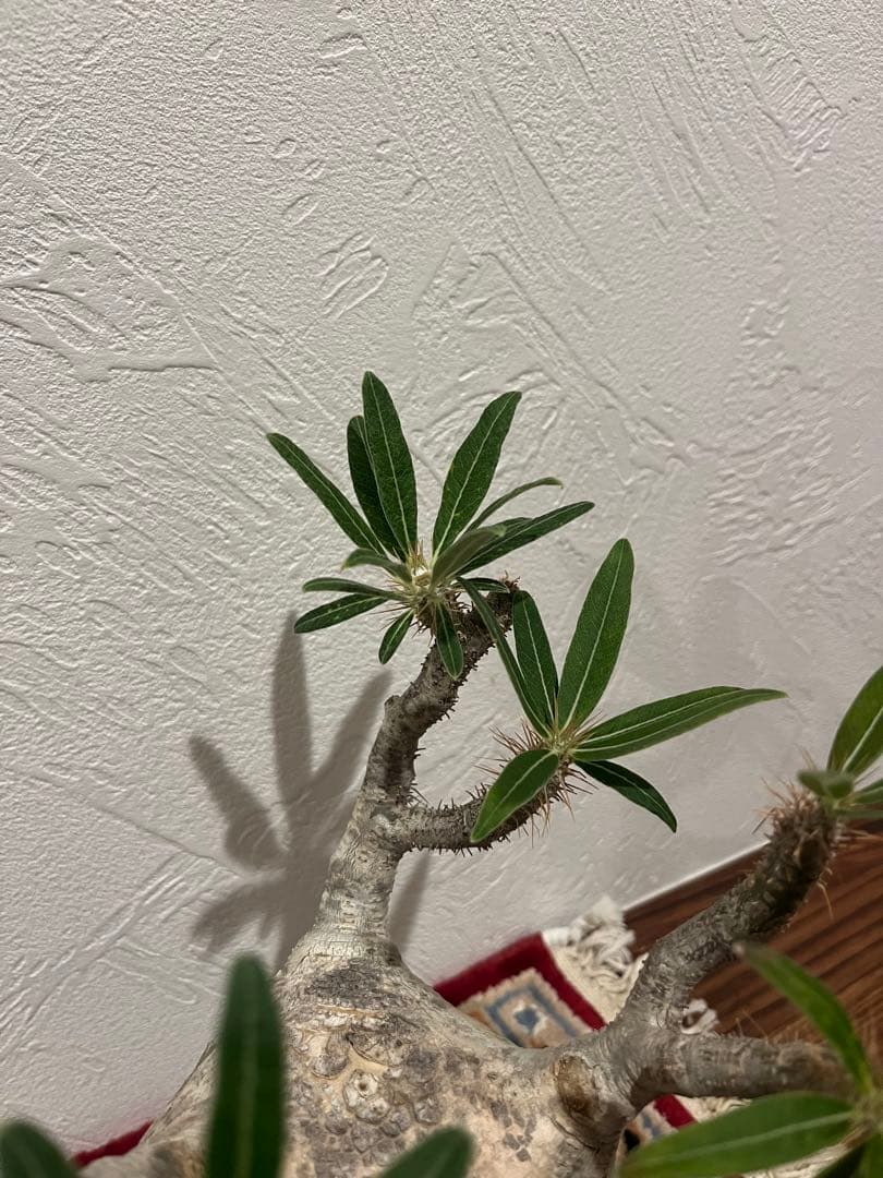 パキポディウム　グラキリス　現地球　発根済　たけろうぽっと