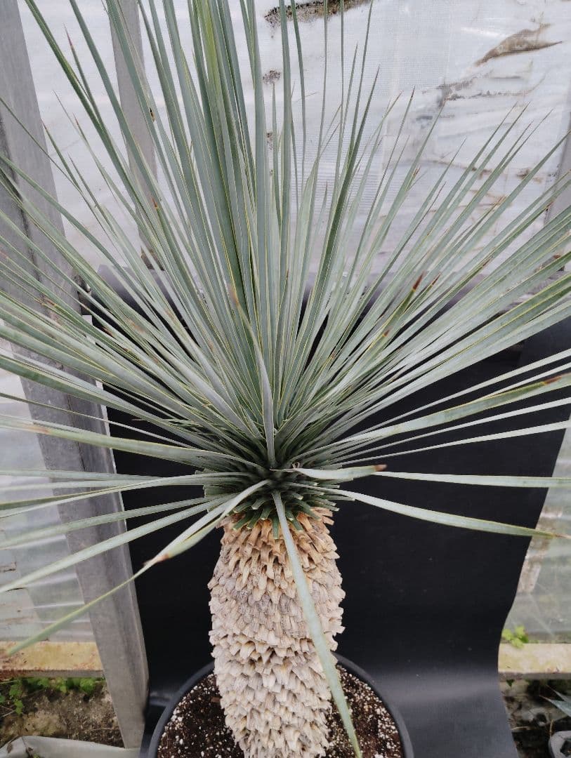 ユッカ　ロストラータ　ブルーベルベット　大株　幹立ち