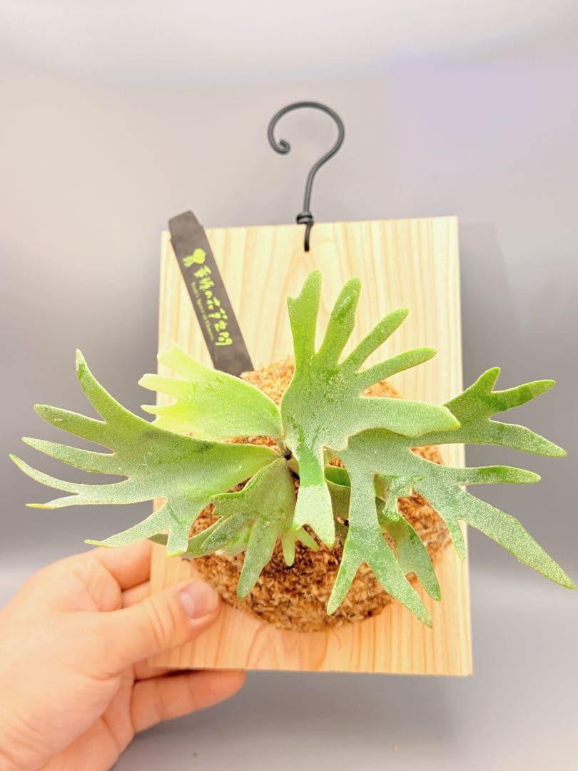 ルゴッサ　ビカクシダwillinckii Golden Boy spore