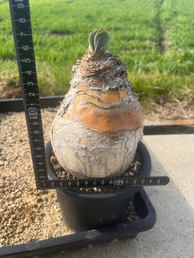 新春特価　ブーファン　ハエマンソイデス　鉢ごと発送　発根済