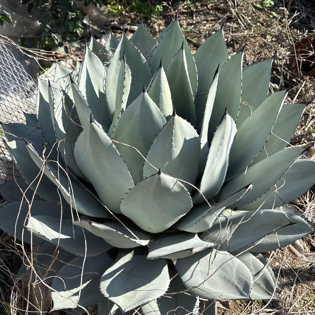 アガベ　パリー　吉祥天　約90センチ　50年もの