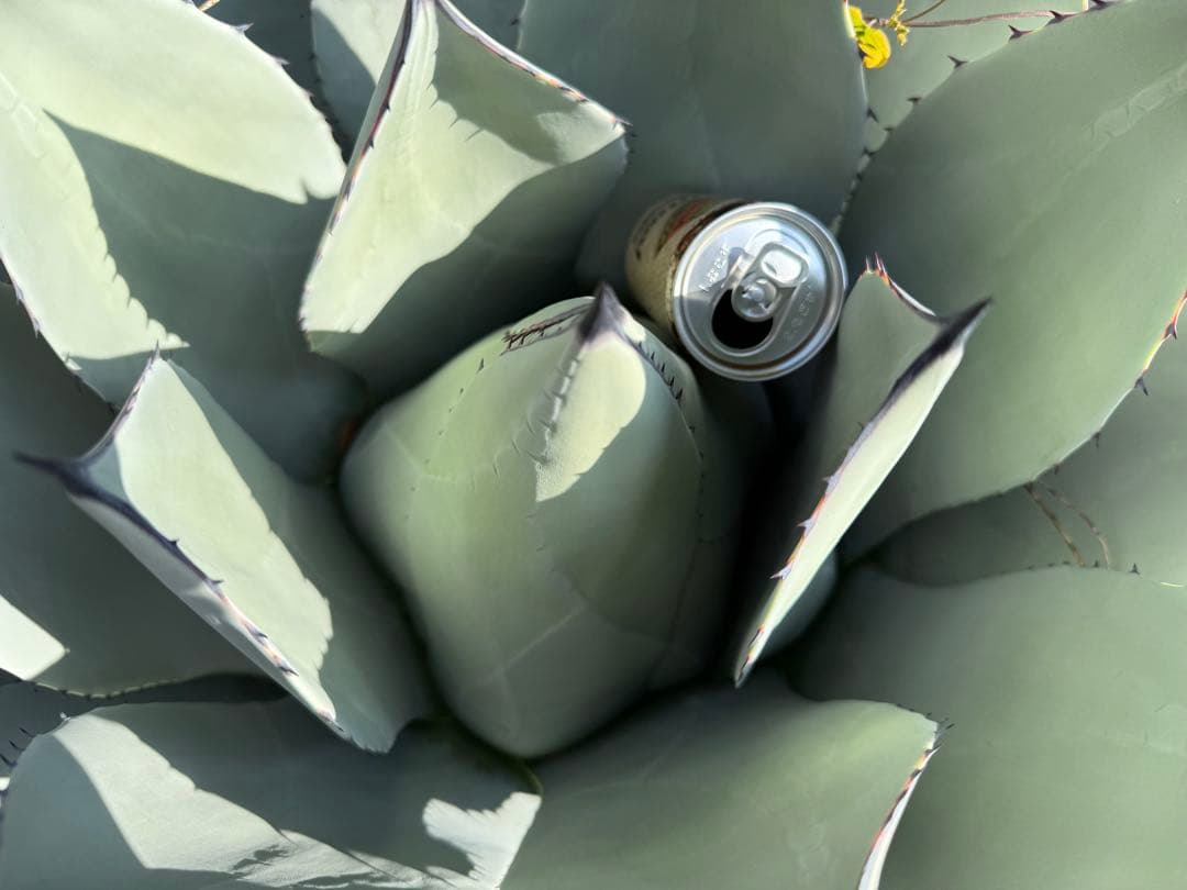 アガベ　パリー　吉祥天　約90センチ　50年もの