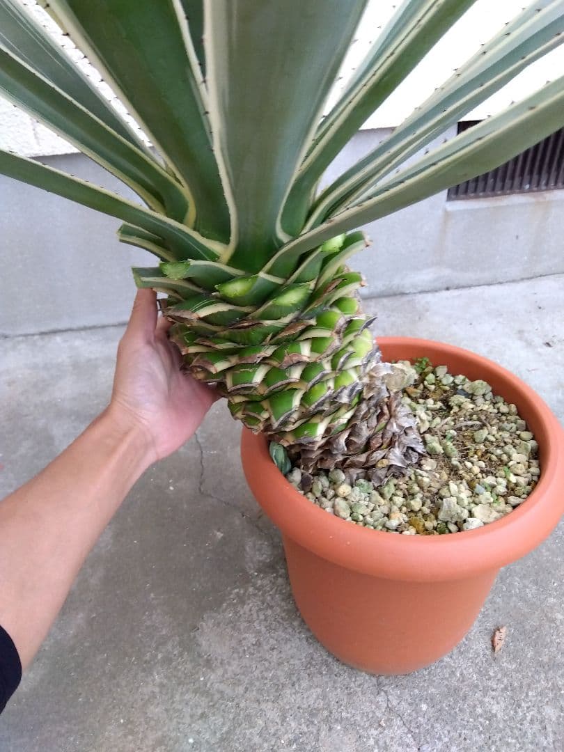 よっち　アガベ　ハクセンコウ　白閃光