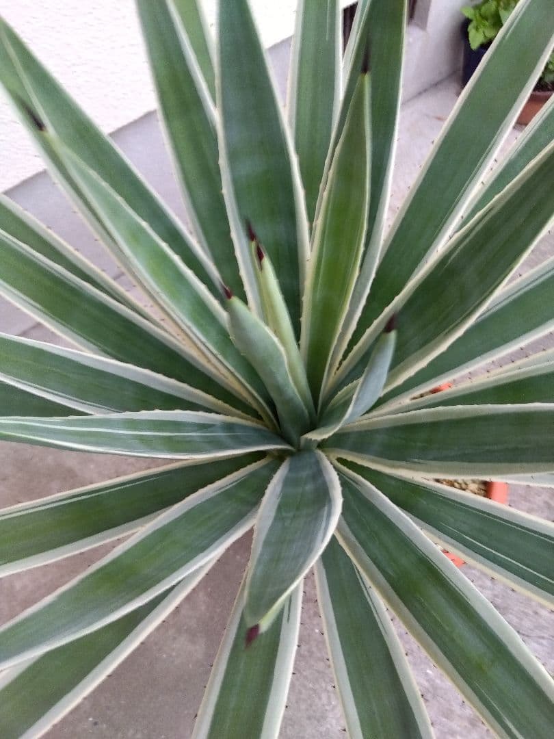 よっち　アガベ　ハクセンコウ　白閃光