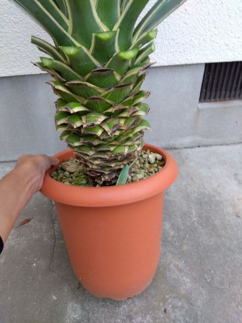 よっち　アガベ　ハクセンコウ　白閃光