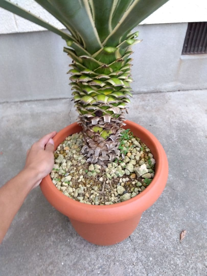 よっち　アガベ　ハクセンコウ　白閃光