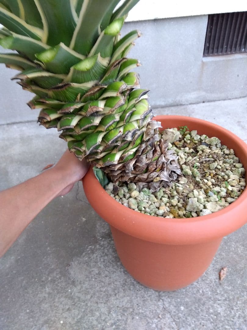 よっち　アガベ　ハクセンコウ　白閃光