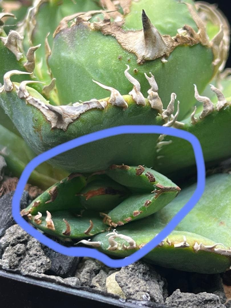 アガベ　チタノタ　Berlin産　毒蛇