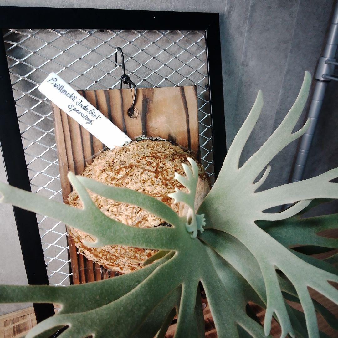 P.willinckii Jade Girl ジェイドガール