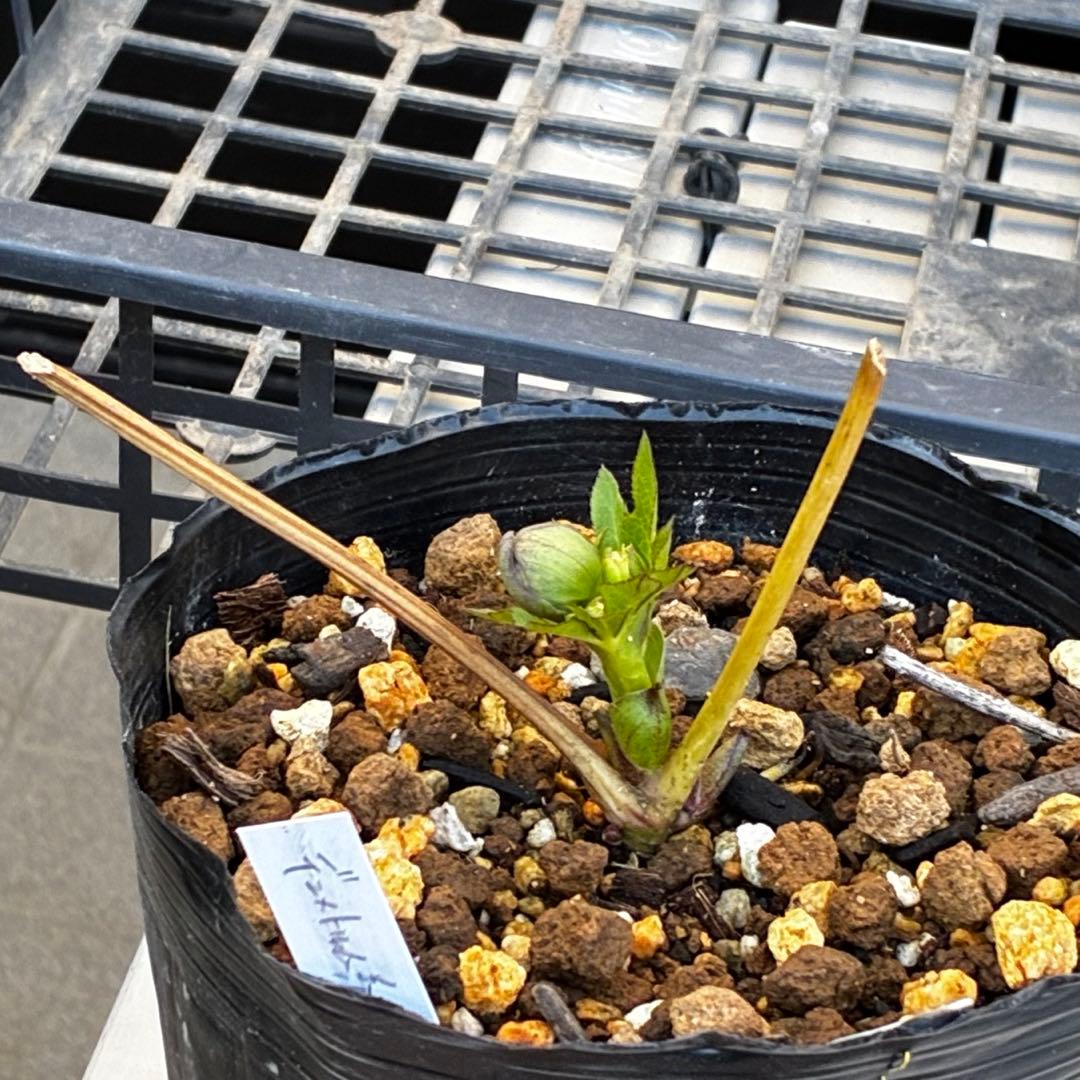 ば*な様 3514☘️蕾花タグ付☘️超小〜小輪⭐️放射状ストライプ柄⭐️超コンパ