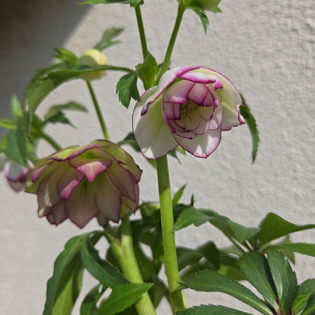 クリスマスローズ　大木ナーサリー　ムルチフィダス系dd