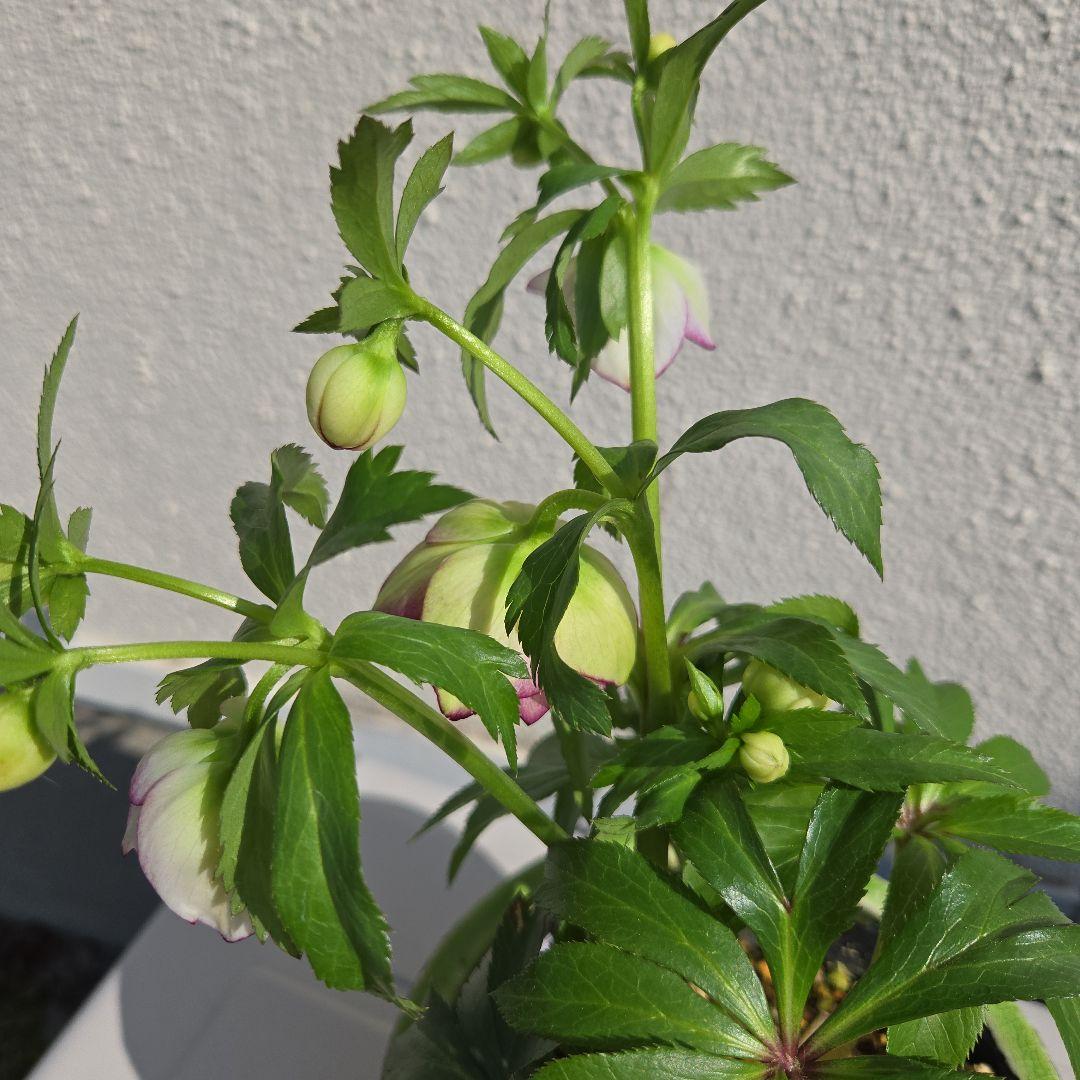 クリスマスローズ　大木ナーサリー　ムルチフィダス系dd