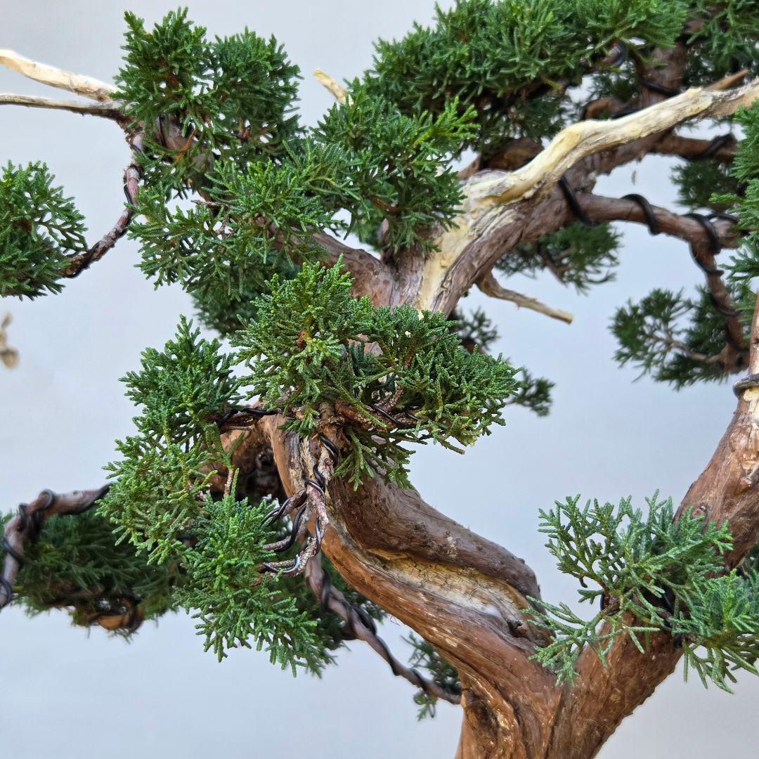 真柏　[模様木]　大品盆栽