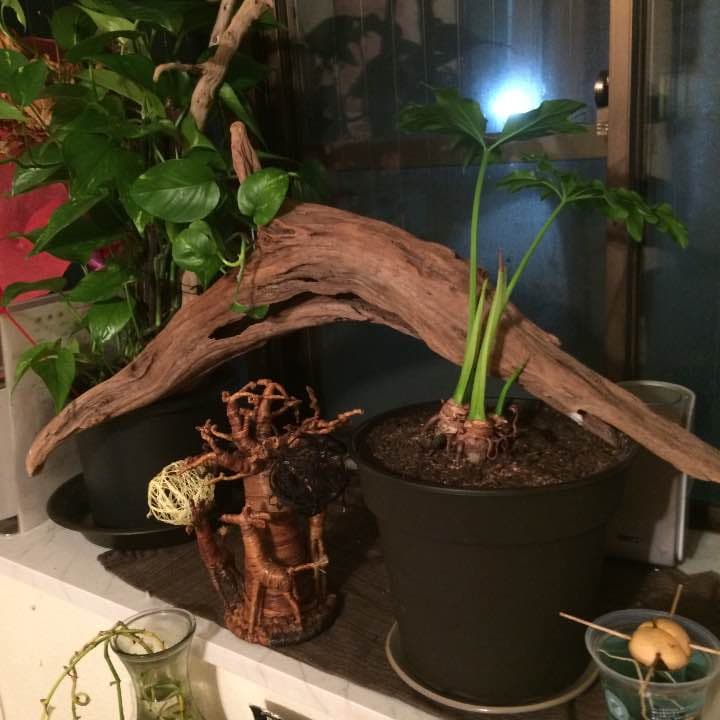 激レア流木